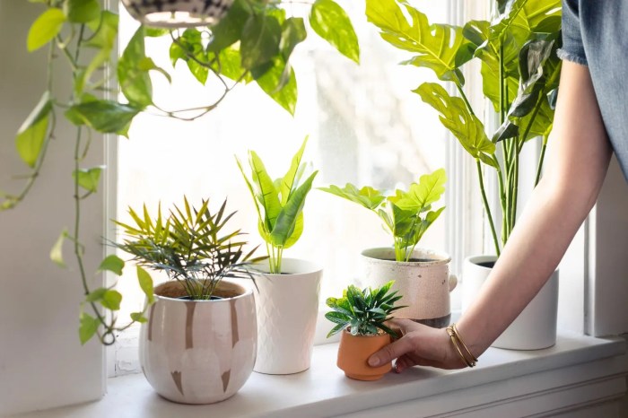 Plants windowsill small window sill impress will good karma september october