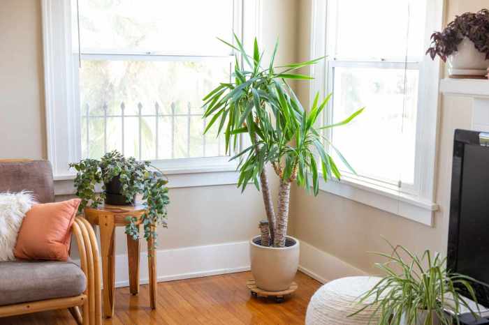 Palm areca plant indoor trees palms decor plants house decoration room living indoors butterfly choose board beautiful bamboo houseplants elegant