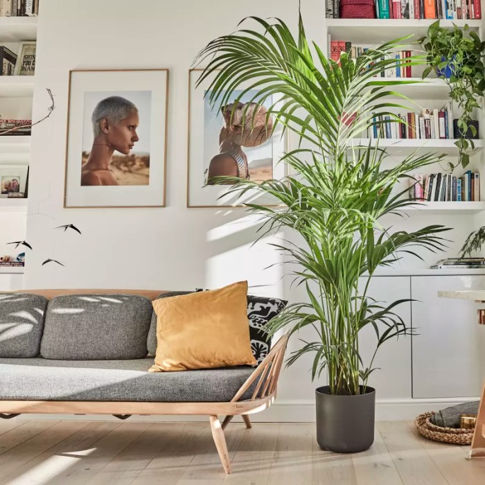 Wohnzimmer pflanzen palme